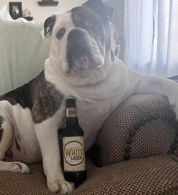 /Images/uploads/Mid County Chamber of Commerce/pet-mayor-2022/entries/24613thumb.jpg